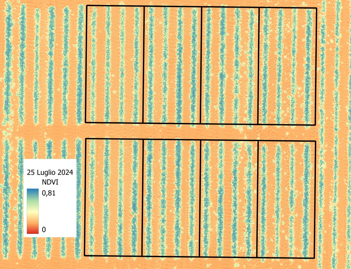 La concia con Arevo® Booster ha permesso alla soia di avere un valore NDVI superiore al testimone non trattato soprattutto nelle prime fasi di sviluppo delle piante